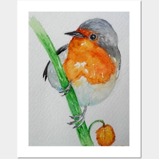 Beautiful Robin - bird art Posters and Art